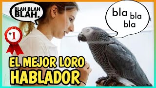 LORO YACO HABLANDO  Loro Gris Africano el mejor hablador 🐦🗣️ [upl. by Dranal119]