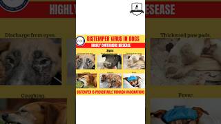 distemper virus in dogs doglover [upl. by Nana]