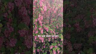 For a Massive Show of Pink Fragrant Flowers Plant Flowering Currant [upl. by Fennelly]