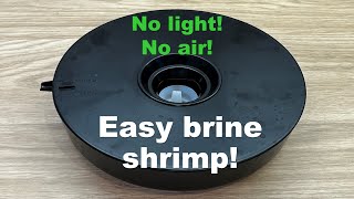 How to hatch brine shrimp Artemia with no light and no air stone [upl. by Elkraps]