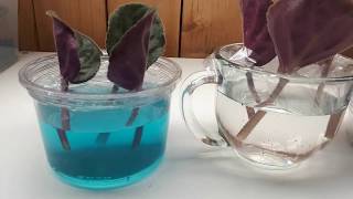 African violet leaves in water versus leaves in soil science project part 1 [upl. by Nnylcaj]