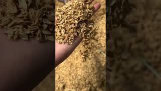 Rice Husks Help Increase Air Permeability Of Soil Make Soil Fluffy satisfying shortsvideo [upl. by Aikkan]