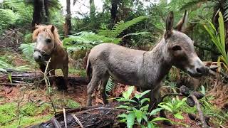 Whole herd rainforest romp [upl. by Weider]