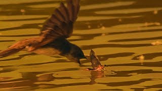 Birds Hunt Mayflies for Their Chicks  BBC Earth [upl. by Jean]