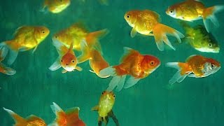 Aquarium Fish  How Its Made [upl. by Crawford]