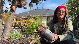 Planting African Bulbine  Allium bulbs and cutting back Canna [upl. by Faunia]