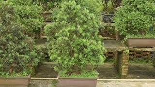 Shrubby Yew Podocarpus [upl. by Felecia]