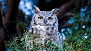 Great Horned Owl Call  Free Sound Effects  Animal Sounds [upl. by Dlonyer738]