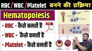 Haematopoiesis  हिमॅटोपोयेसिस  RBC  WBC  Platelet  Erythropoiesis  Leucopoiesis  Blood  Cell [upl. by Eirdua]