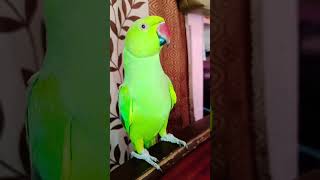 Mummy mummy mummy cute 🥰 voice parrot Talking [upl. by Ainoet]