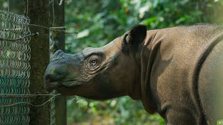 The Worlds Smallest Rhino is Going Extinct  Seven Worlds One Planet  BBC Earth [upl. by Notyarb]