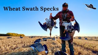 My First Specklebelly Goose Hunt [upl. by Mandell]