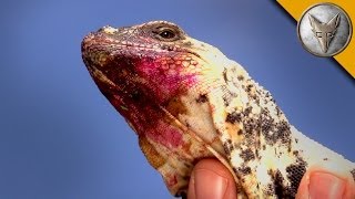 The Chuckwalla is a Sloppy Eater [upl. by Jegger]