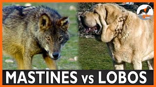 Mastines Españoles ¿de dónde surge la rivalidad con el Lobo masti mastin [upl. by Judith495]