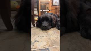 purebred vs inbred dog youtubeshorts newfie dog puppy [upl. by Ahsinned247]