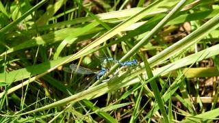 Common blue damselflies getting into mating position [upl. by Gney]