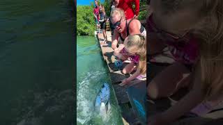 Feeding tarpon in Belize gone wrong [upl. by Einoj]