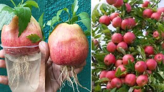 How to grow apple tree at home how to grow apple tree cutting by potato with water [upl. by Nnod398]