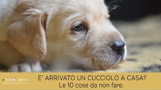 E arrivato un cucciolo a casa Le 10 cose da non fare [upl. by Bouzoun]