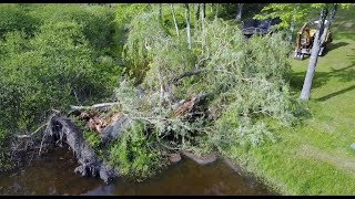 Cleaning up a Willow tree [upl. by Rees356]