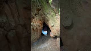 Magical Redwood Grove Loop at Henry Cowell Redwoods State Park [upl. by Ariday]