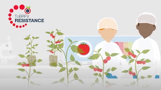 Does rootstock choice affect ToBRFV resistance [upl. by Creamer]