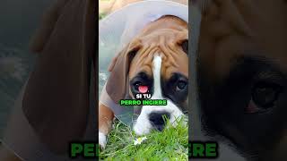 Plantas Peligrosas Para Perros Parte 6 shorts perros plantas [upl. by Earised]