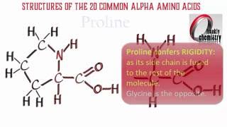 Amino Acids 1 Structures of the 20 Amino Acids [upl. by Paradies207]