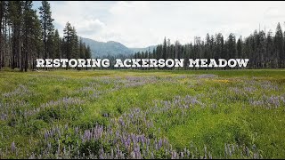 Ackerson Meadow Restoration [upl. by Onibla]