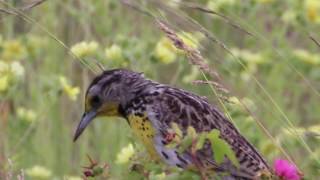 Western Meadowlark Singing [upl. by Cordeelia600]