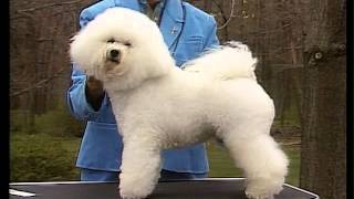 Bichon Frise  AKC Dog Breed Serie [upl. by Zipporah602]