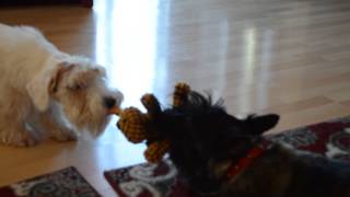 Sealyham terrier and scottie playing together Part 2 [upl. by Narahs]