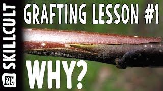 GRAFTING LESSON 1 The Possbilities Grafting  Freedom and its fun [upl. by Idisahc]