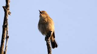 Chiffchaff Singing 4K [upl. by Salisbury]