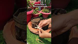 How to grow aprajita plantblue pea from seedsshortsplants gardening houseplants [upl. by Esinej]