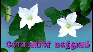 coccinia indica medicinal uses கோவை கொடியின் மருத்துவ பயன்கள் [upl. by Cosetta]