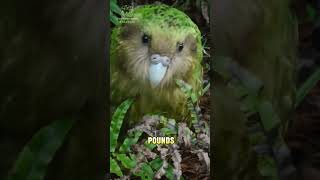 HEAVIEST Parrot  Kakapo [upl. by Florance]