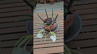 Brassavola nodosa orchid houseplants [upl. by Ilime]