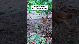 RAYUAN MAUT PIKAT AYAM BETINA ayamhutan [upl. by Kingsbury]