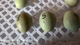 Hatching button quails experiment [upl. by Dorree926]