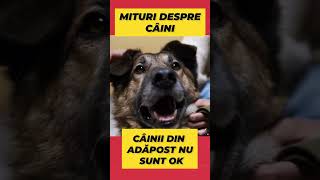 MERITĂ SĂ ADOPȚI CÂINI DIN ADĂPOST  MITURI DESPRE CÂINI shorts caini [upl. by Aznarepse]