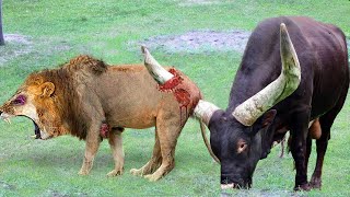 African Wild Buffalo Crazy Attack LION To Save His Teammate Scaring Hunters Away Antelope vs Lion [upl. by Taimi]