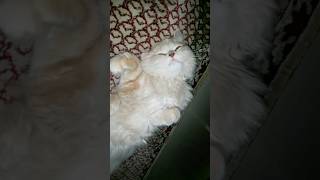 cat video  for cat lovers catlover catvideos cat funnycatvideos [upl. by Noira512]