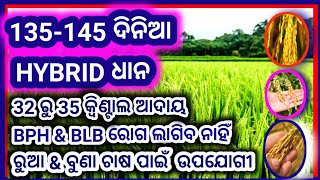 Top 3 Hybrid Paddy Seeds  dhan ki Variety  high yielding hybrid seeds  135 to 145 days paddy seed [upl. by Arne]