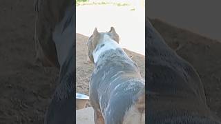 Onyx is getting protective shortvideo americanbully motivatedbulliez [upl. by Joliet]