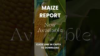 Maize Report  16 August 2024 [upl. by Kenay578]