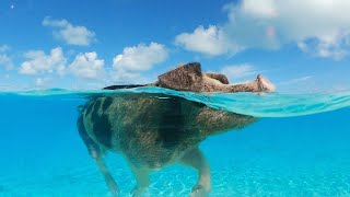 Robot Pig MightSWIM Meet The Swimming Pigs Of The Bahamas [upl. by Angelle]