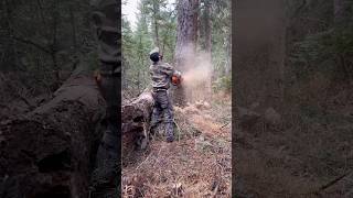 Dropping a BIG Lodgepole Pine with Husqvarna Chainsaw [upl. by Erdnaxela]