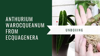 Unboxing and acclimating Anthurium Warocqueanum from Ecquagenera [upl. by Aslam641]