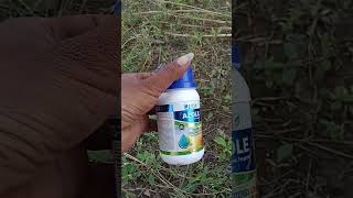 JuAzole fungicide Azoxystrobin 182  Difenoconazole 114 SC shortvideo shortsvideo [upl. by Palmore]